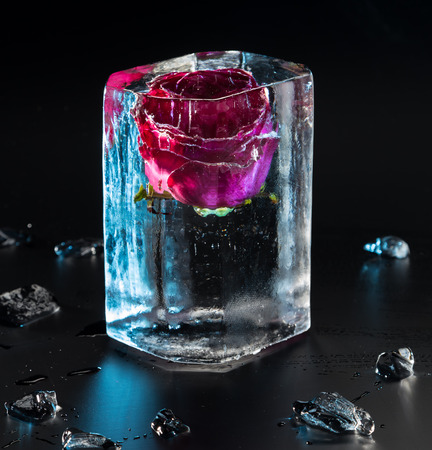 Frozen rose in ice cube. Lovely Burgundy rose Bud frozen in ice cylinder isolated on black background. Decoration and decoration of holidays and ceremonies.の写真素材
