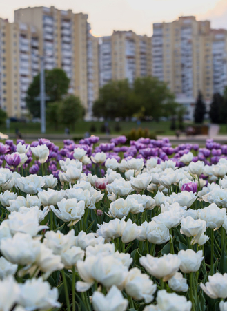 Tulips of all colours are in the park.の写真素材