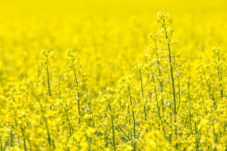 Flowering rape. Flowering Bright Yellow Rape in summer.の写真素材