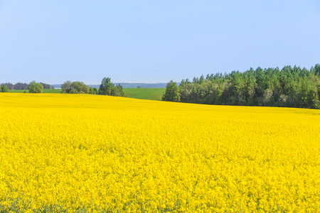 Rapeseed field, Blooming canola flowers. Flowering Bright Yellow Rape in summer. Selective focus.の写真素材