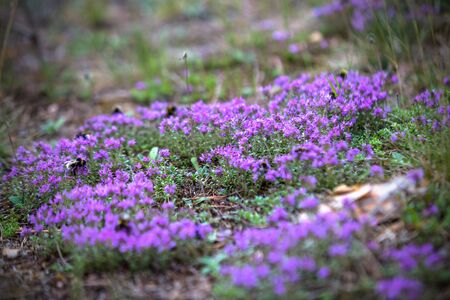 Thyme blooming in the forest with bumblebees on the flowers.の写真素材