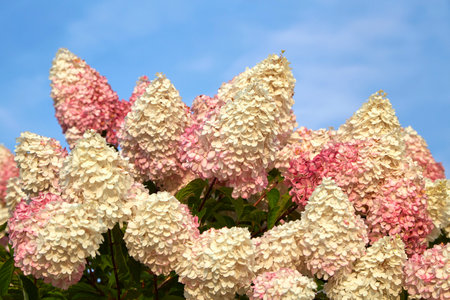 Blooming hydrangea of creamy pinkish tones against a blue sky. The natural beauty of flowers....