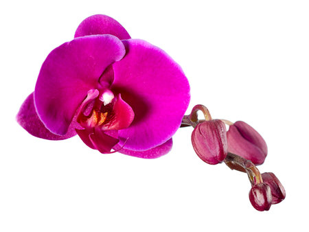 Beautiful blooming flower of the phanelopsis orchid is purple against a background of not yet blooming buds, isolated on a white background. Horizontal arrangement.の写真素材
