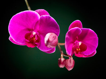 Two beautiful blooming flowers of the phalaenopsis orchid are purple in color with still unopened buds, on a beautiful dark background. Horizontal arrangement.の写真素材