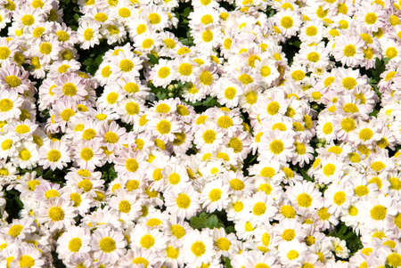 Daisy flowersの写真素材