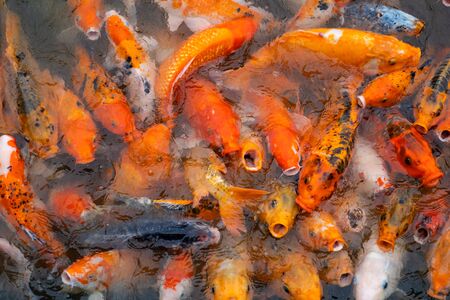 Colourful koi fish in the floating farm, Vietnamの写真素材