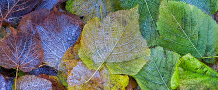 Frost on autumn leaves - background banner imageの写真素材