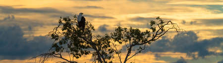 Eagle perched in a tree at sunset - Africaの写真素材