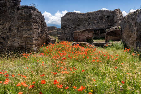 Poppies growing in the ruins of Pompeii, Naples, Compania, Italy