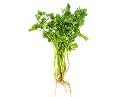 Fresh organic coriander isolated on white