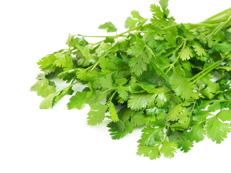 Fresh organic coriander isolated on whiteの写真素材