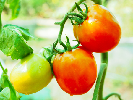 Fresh organic tomato in farmの写真素材