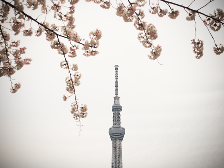 Tokyo,Japan-April 09,2017, Tokyo skytree tower landmark in japan with sakura or cherry blossom full bloom near sumida river in rainy day.のeditorial素材