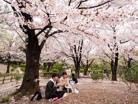 Tokyo,Japan-April 09,2017, Japanese teenager having a picnic or hanami in sakura or cherry blossom festival.のeditorial素材