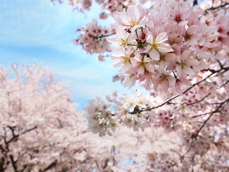 japan sakura flower or cherry blossom full bloom in spring season.の写真素材