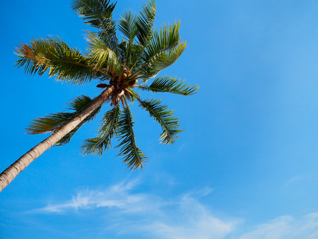 Coconut tree on blue sky background for summer vacation concept with copy space.の写真素材