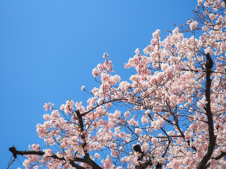 japan sakura flower or cherry blossom full bloom in spring season with blue sky background.の写真素材