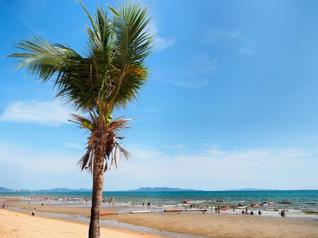 Coconut tree on blue sky and sea scape background in summer vacation concept with copy space.の写真素材