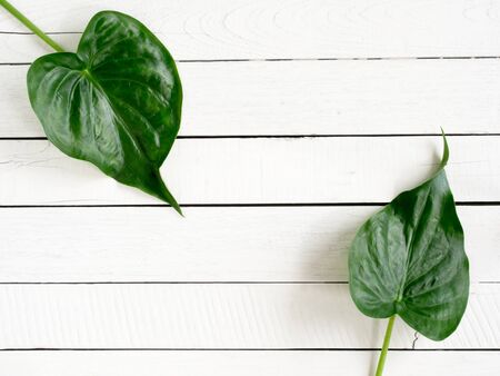 Green leaves flat lay on white wooden table with copy space for natural concept background.