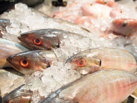 Fresh raw fish sale in seafood department in supermarket.の写真素材