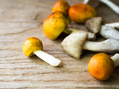 Yellow hat mushroom on wooden table,autumn food.の写真素材