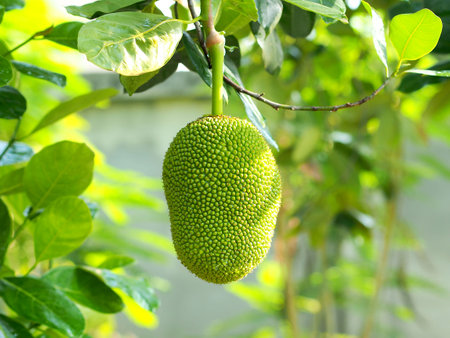 Young jackfruit hanging on treeの写真素材