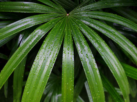 Nature rain drops on green leaves, Rainy season.の写真素材