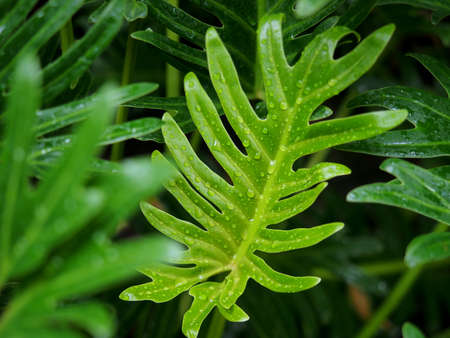 Nature rain drops on green leaves, Rainy season.