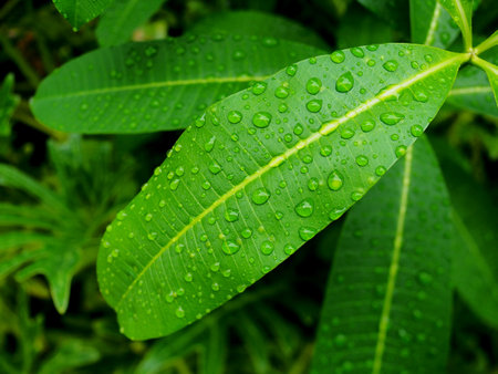 Nature rain drops on green leaves, Rainy season.の写真素材