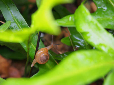 Snail on green leaves, Rainy season.の写真素材