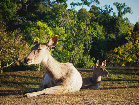 Female deer and baby sitting on grass in forest area. Animal wildlife in nature.の写真素材