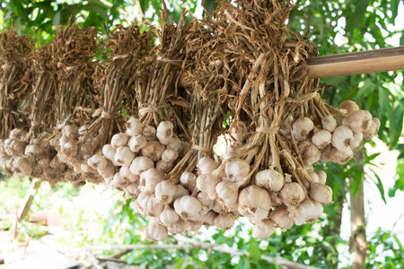 Dry organic garlic hanging from a wooden rackの写真素材