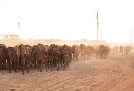 A herd of brown Cows back to cowshed in the eveningの写真素材
