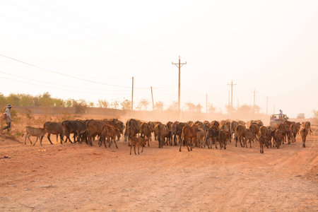 A herd of brown Cows back to cowshed in the eveningの写真素材