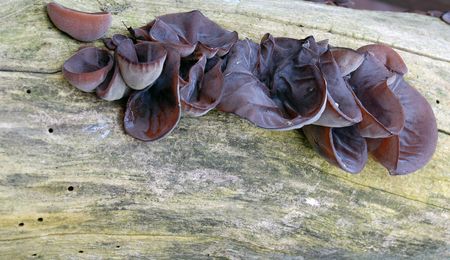 tree fungus on broken branchの写真素材