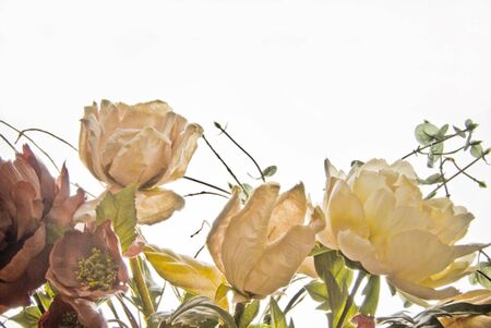 dried roses