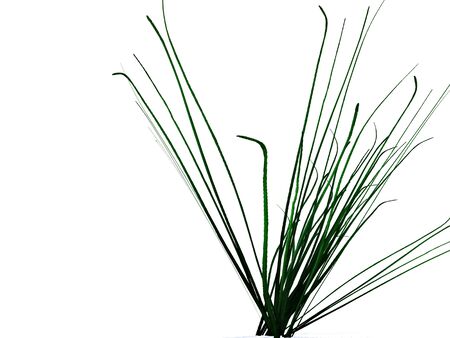 chives on white backgroundの写真素材