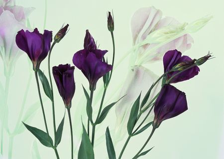 purple flowers on pale green backgroundの写真素材