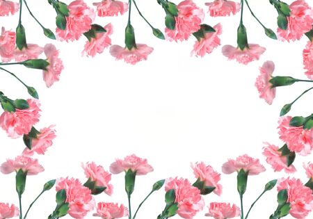 pink carnations on a white backgroundの写真素材