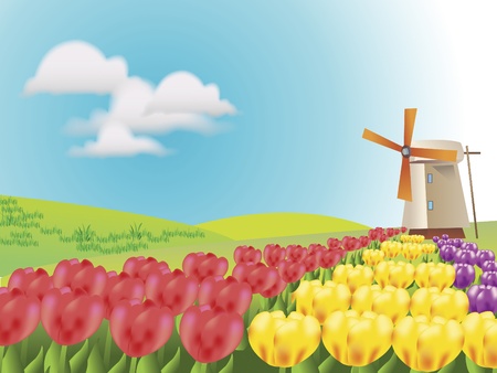 yellow,red and purple tulips in rows with windmillの写真素材