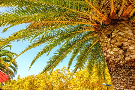 palm tree scene in portugalの写真素材