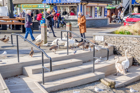 tourist feeding swans geese and ducks in windermere shoreのeditorial素材