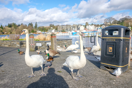 swans geese and ducks on windermere lake shoreのeditorial素材