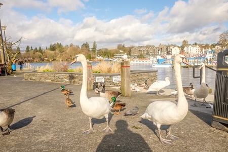 swans geese and ducks on windermere lake shoreのeditorial素材
