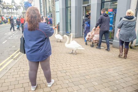 swans geese and ducks in bowness on windermereのeditorial素材