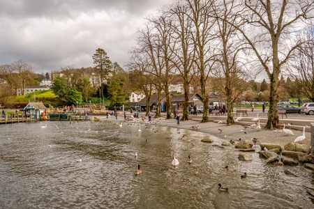 swans geese and ducks on windermere lake shore cumbriaのeditorial素材