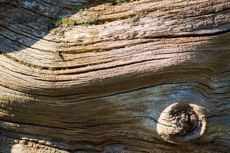 Close up of a dead tree trunk bark texture in Springの写真素材