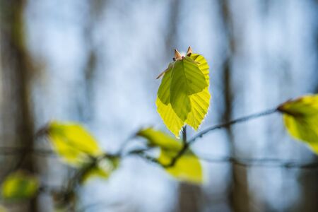 Fresh leaves of Lime in the green woodlands Cumbriaの写真素材