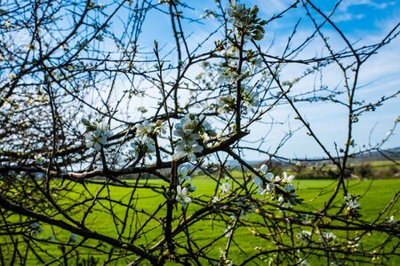 tree branches in springtime with beautiful blue skyの写真素材