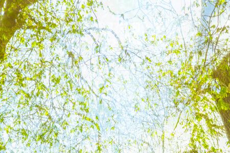 Double expose photo trees in the springtimeの写真素材